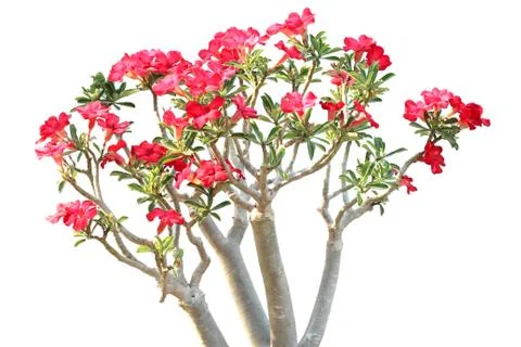 Azalea trees isolated on white background Stock Photos