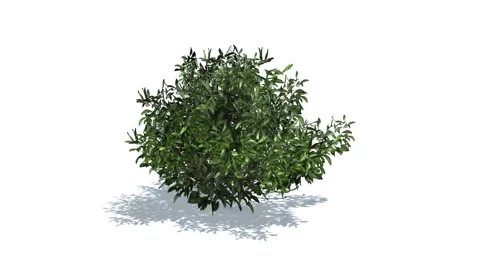 Azalea in wind - white BG 2 Stock Footage 47174233