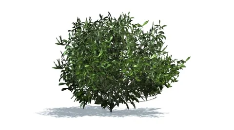 Azalea in wind - white BG Video stock 47174042