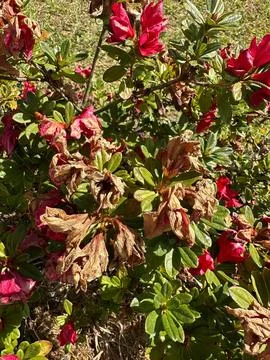 Azalea withers in the sunlight Stock Photos