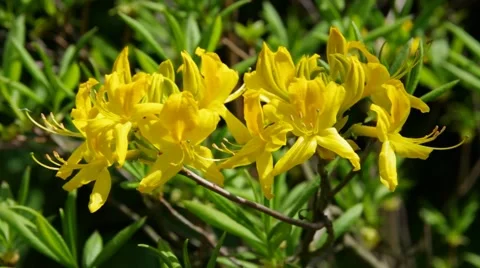 Azalea in yellow, springtime Stock Footage 56286693