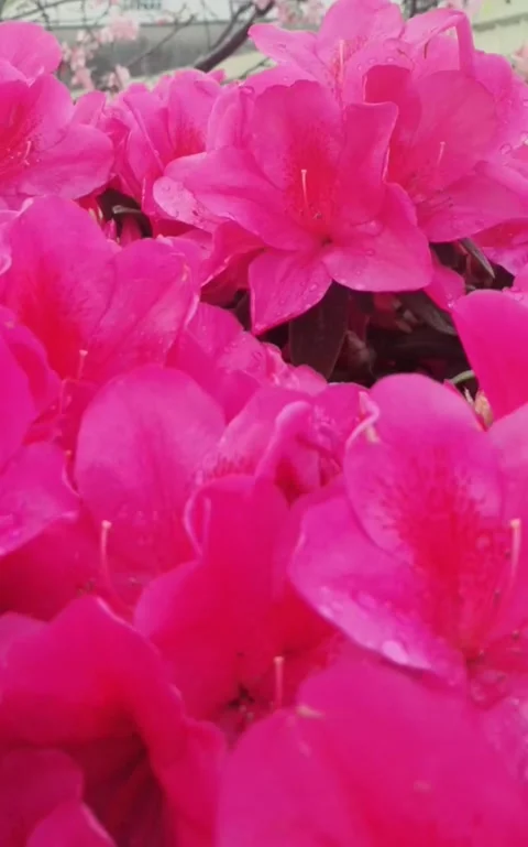 Azaleas blossoms Stock Footage 237280320