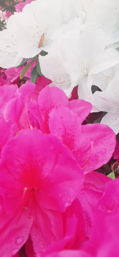 Azaleas blossoms Stock Footage 237281674