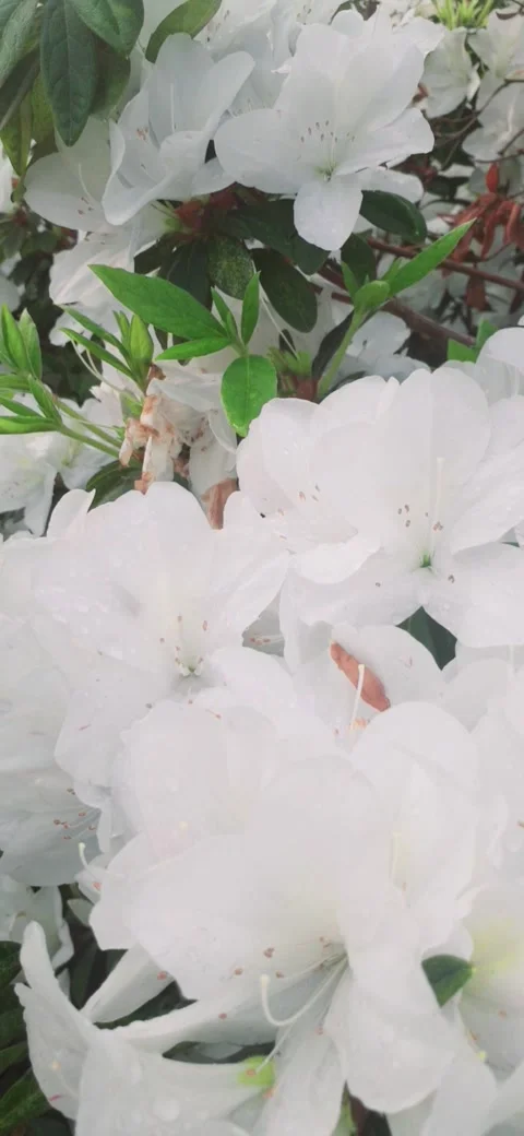 Azaleas blossoms Stock Footage 237281700