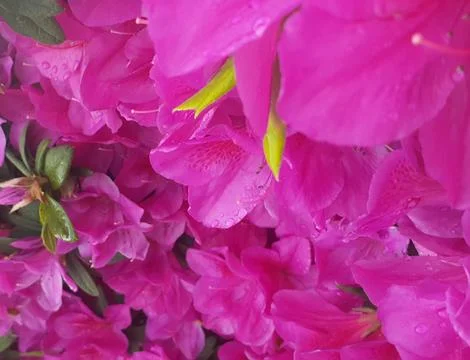Azaleas blossoms Stock Photos