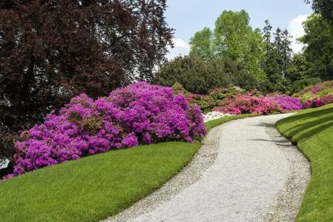 Azaleas Stock Photos