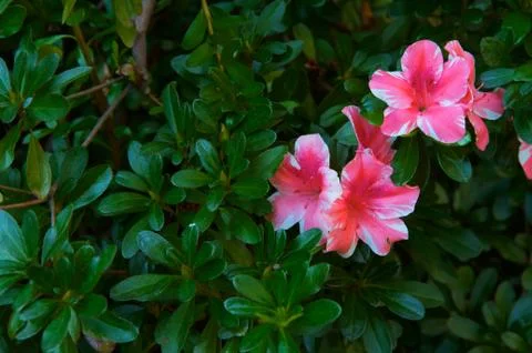 Azaleas Stock Photos