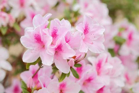 Azaleas Foto stock