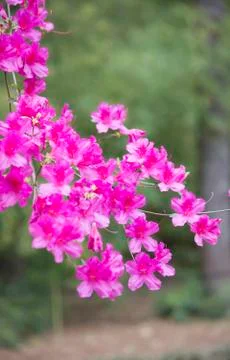 Azaleas Stock Photos