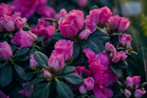 Azaleas Stock Photos