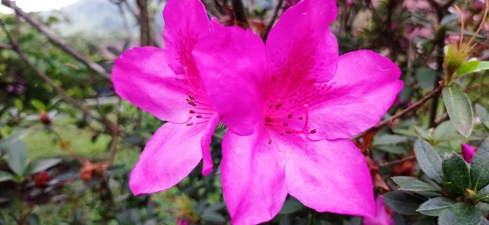 Azaleas Stock Photos