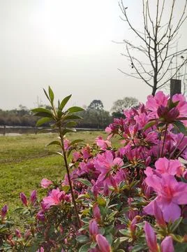 Azaleas Stock Photos