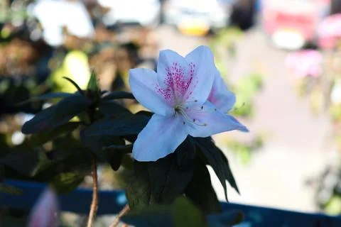 Azaleas Stock Photos
