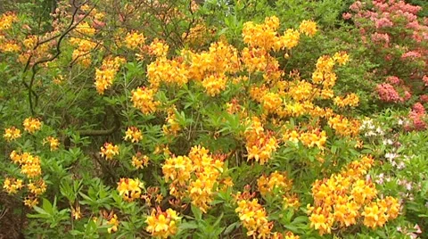 Azaleas (rhododendron) in bloom under trees + pan Stock Footage 42099495