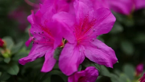 Azaleas Violet Flower With White Stamens With Black Edges Close up Stock Footage