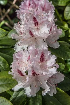 Azaleenbaum in voller Blte Foto stock