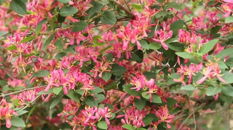 Azalia bush Stock Footage 24685962