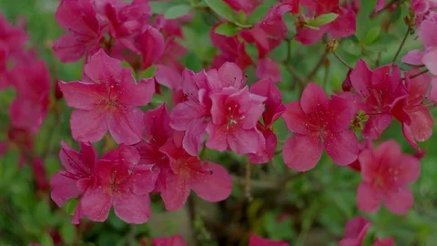 Azalia Stock Footage 74204968