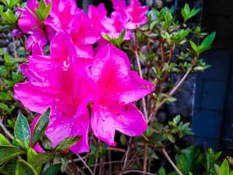 Azelea flowers Stock Photos