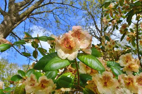 Azelea(Rhododendron) Flowers Stock Photos