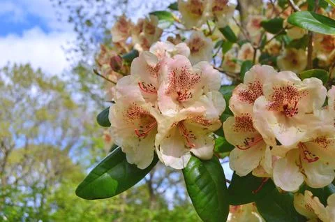 Azelea(Rhododendron) Flowers Stock Photos