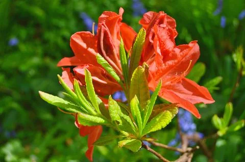 Azelea(Rhododendron) Flowers Stock Photos