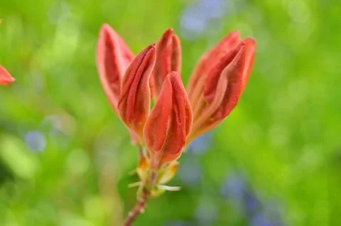 Azelea(Rhododendron) Flowers Stock Photos