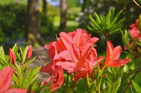 Azelea(Rhododendron) Flowers Stock Photos