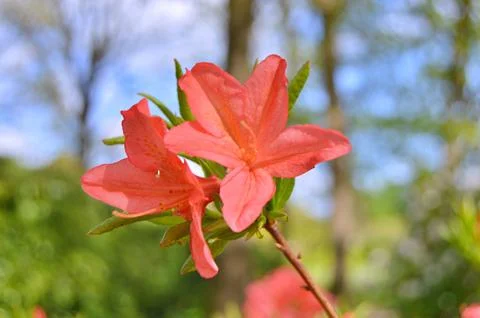 Azelea(Rhododendron) Flowers Stock Photos