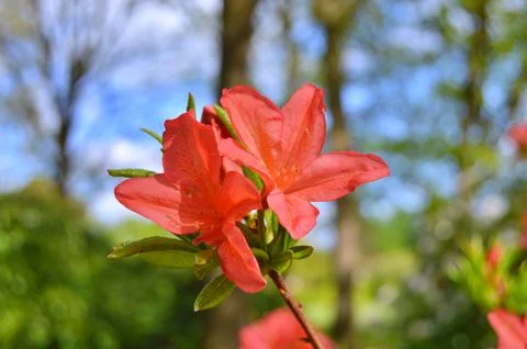 Azelea(Rhododendron) Flowers Stock Photos