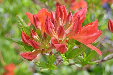 Azelea(Rhododendron) Flowers Stock Photos