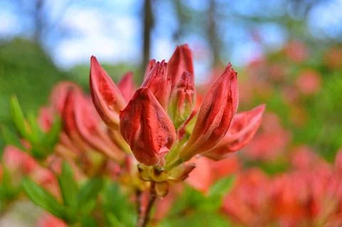 Azelea(Rhododendron) Flowers Stock Photos