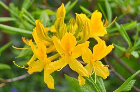 Azelea(Rhododendron) Flowers Foto stock