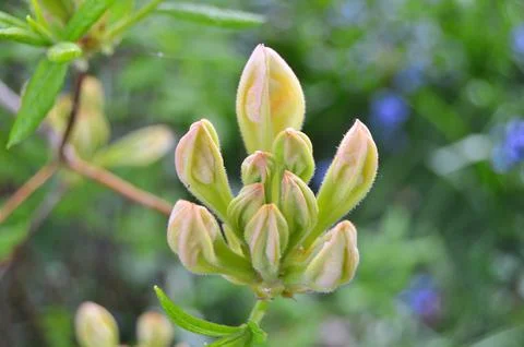 Azelea(Rhododendron) Flowers Stock Photos