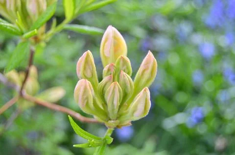 Azelea(Rhododendron) Flowers Stock Photos