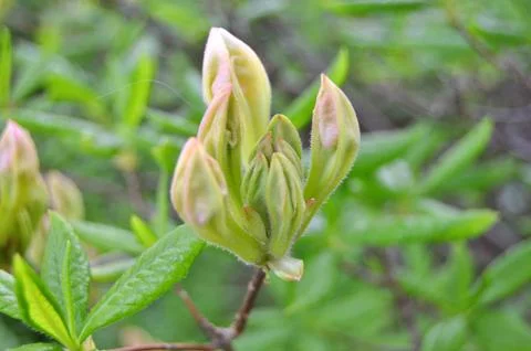 Azelea(Rhododendron) Flowers Stock Photos