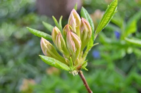 Azelea(Rhododendron) Flowers Stock Photos