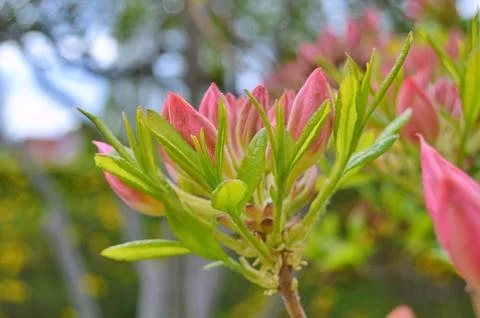 Azelea(Rhododendron) Flowers Stock Photos