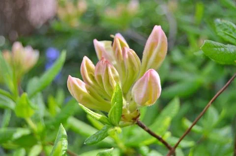 Azelea(Rhododendron) Flowers Stock Photos