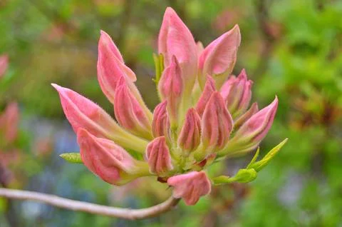 Azelea(Rhododendron) Flowers Stock Photos
