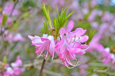 Azelea(Rhododendron) Flowers Stock Photos