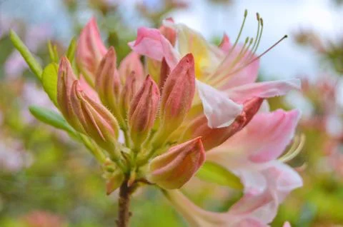Azelea(Rhododendron) Flowers Stock Photos