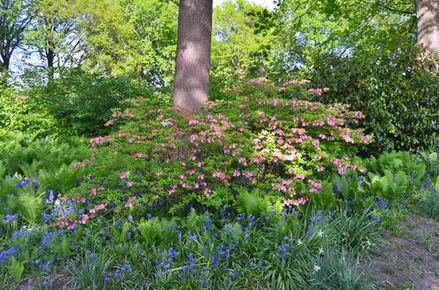 Azelea(Rhododendron) Flowers Stock Photos
