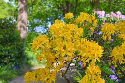 Azelea(Rhododendron) Flowers Stock Photos