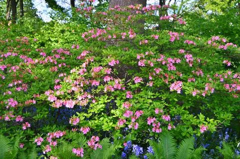 Azelea(Rhododendron) Flowers Stock Photos