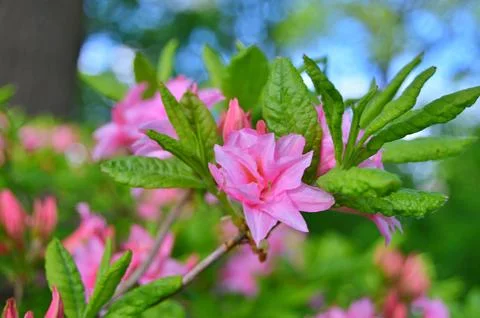 Azelea(Rhododendron) Flowers Stock Photos