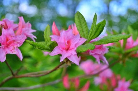 Azelea(Rhododendron) Flowers Stock Photos