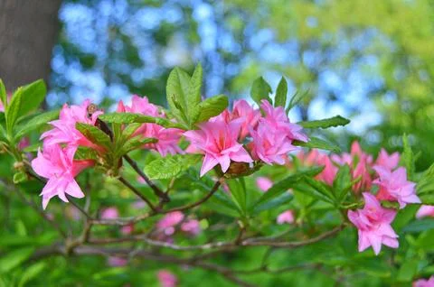 Azelea(Rhododendron) Flowers Stock Photos