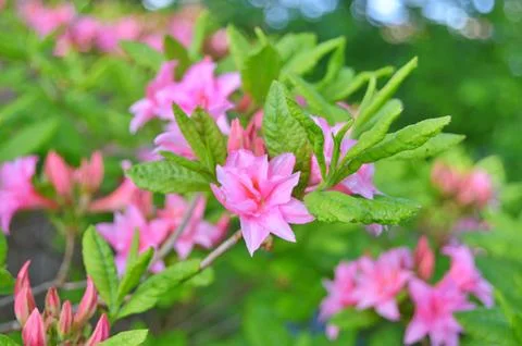 Azelea(Rhododendron) Flowers Stock Photos