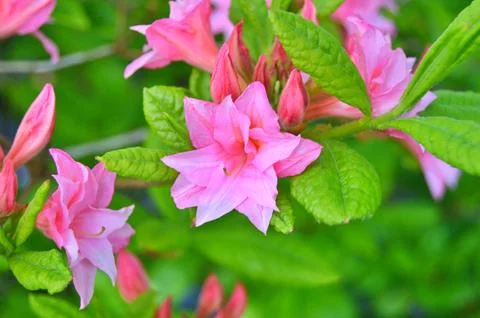 Azelea(Rhododendron) Flowers Foto stock